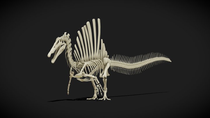 Spinosaurus skeleton - Rigged 3D Model