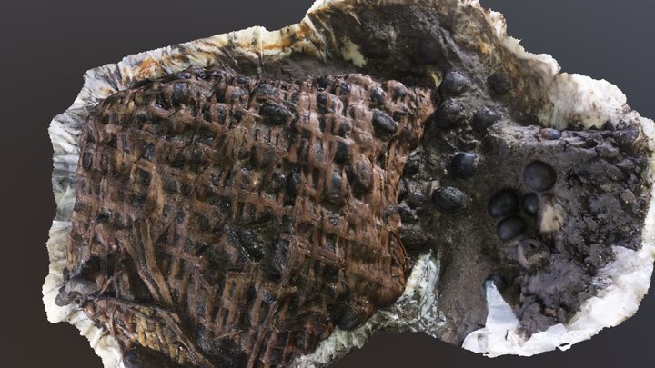 A basket with walnut excavated at Sagiuchi site. 3D Model