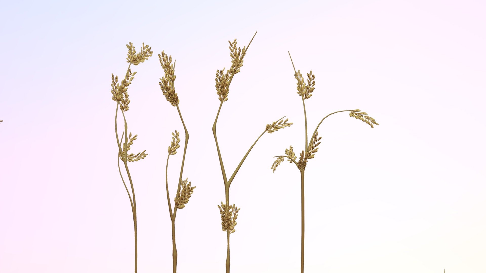 Avena spikelets particles