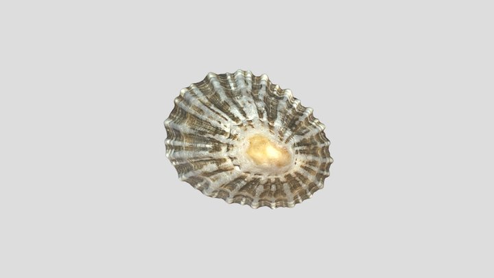 Azorean Limpet 3D Model