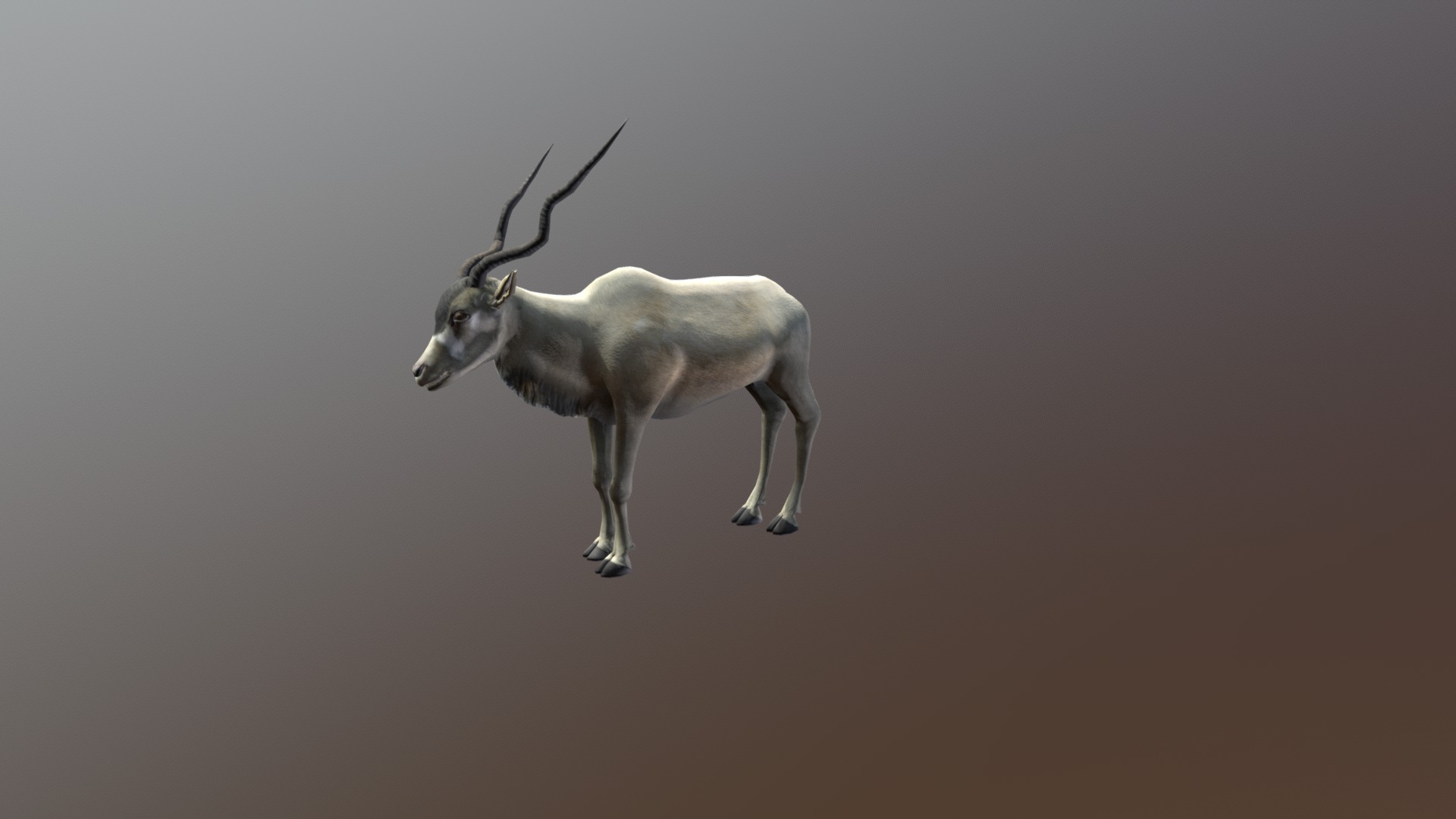 3D model African animals – Addaks - This is a 3D model of the African animals - Addaks. The 3D model is about a white horned animal.