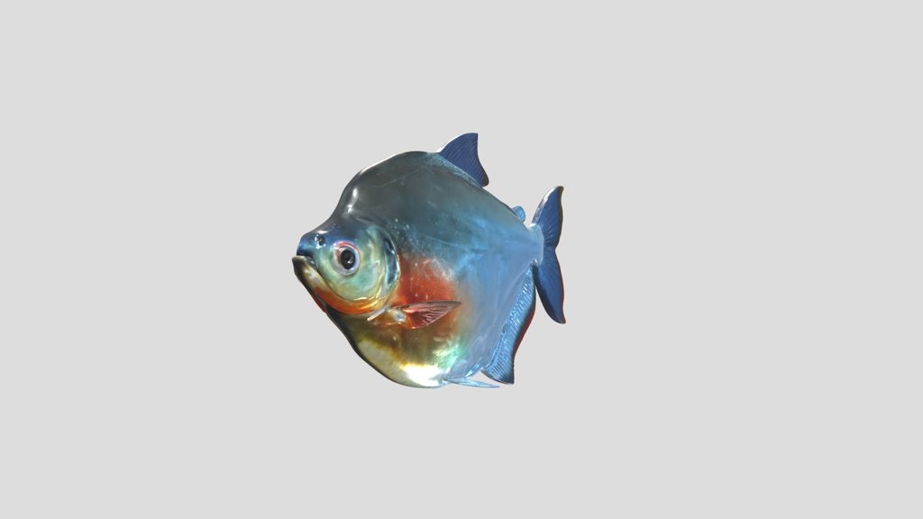 Silver Dollar (Mylossoma Duriventre)