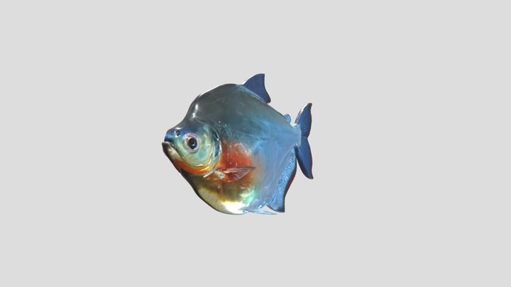 Silver Dollar (Mylossoma Duriventre) – Modelo 3D gratuito STL
