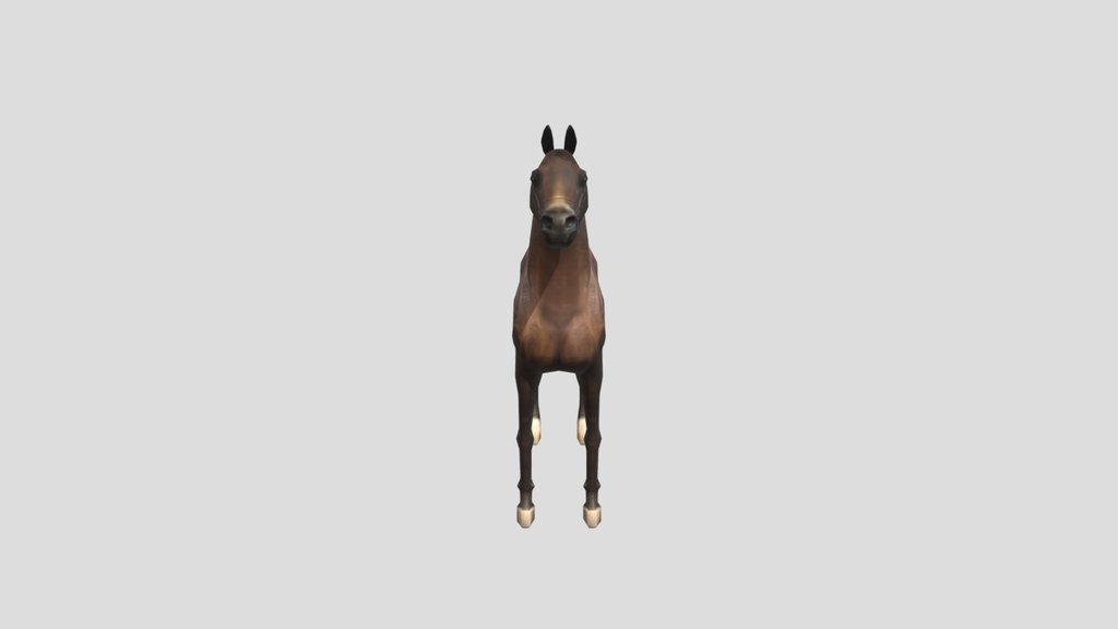 Arabian Horse Resting Position