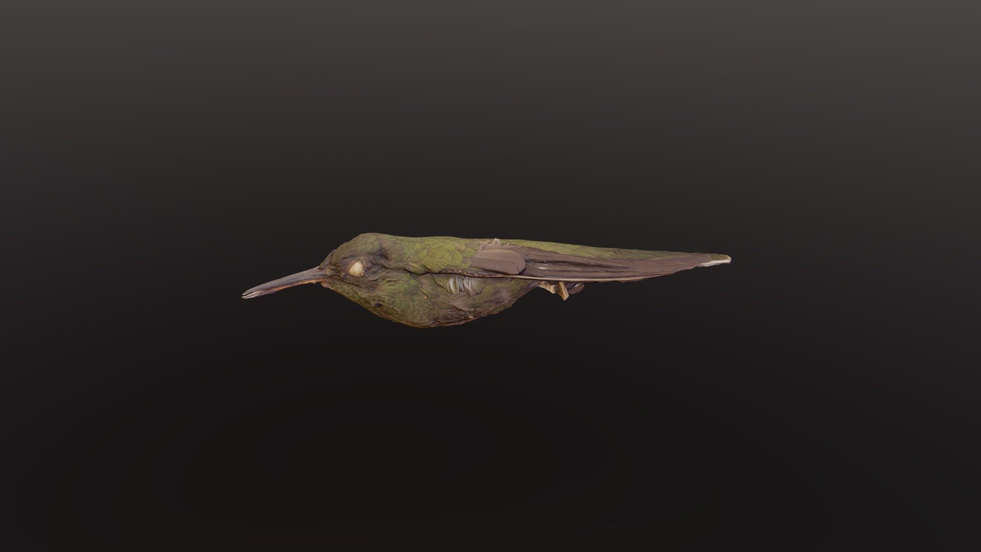 Scaly-breasted Hummingbird