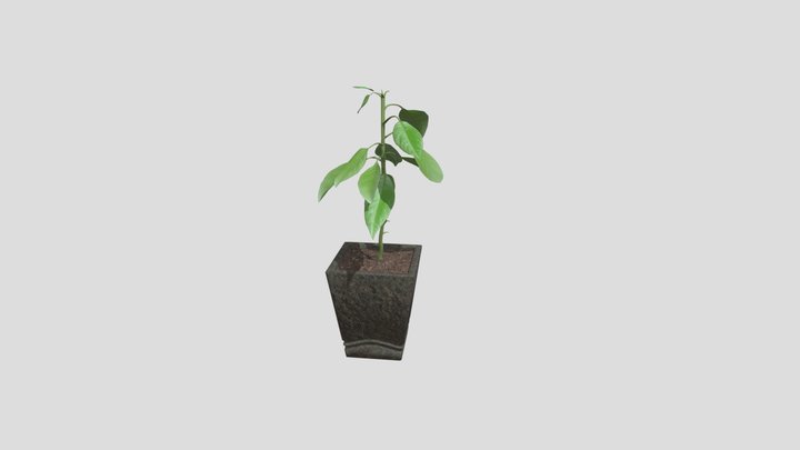 Avocady 3D Model