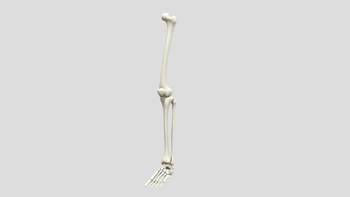 Leg Bones / Huesos Pierna 3D Model
