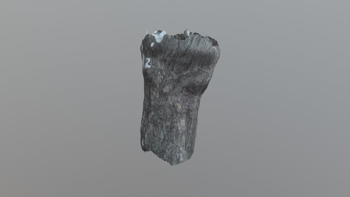Trunk 3D Model