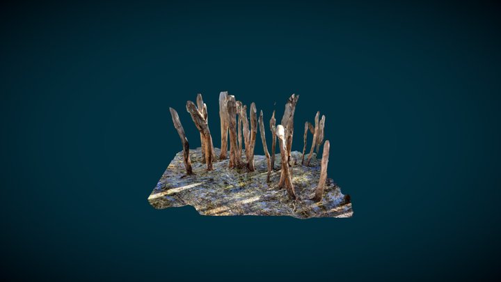 Paperbark forest iPhone12Pro LiDAR test 3D Model
