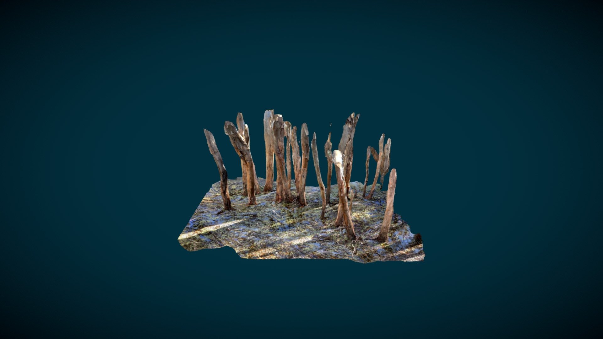 Paperbark forest iPhone12Pro LiDAR test