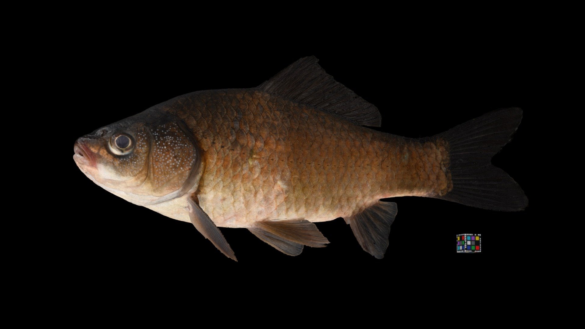 オオキンブナ ♂ Carassius buergeri buergeri