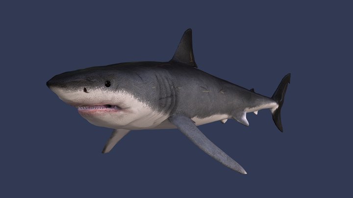 Great White Shark 3D Model