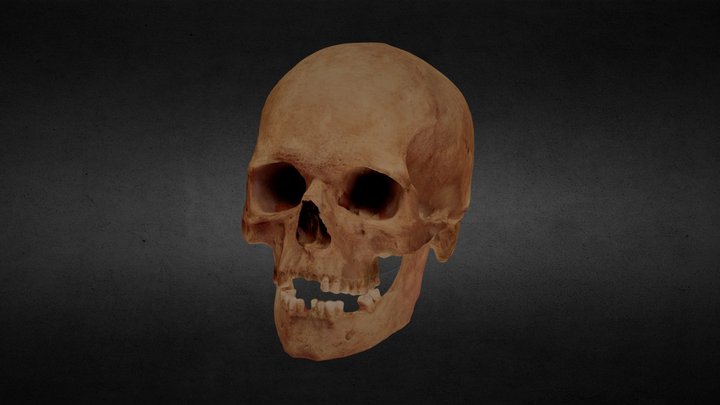 Skull from the 17th/18th century tomb 3D Model