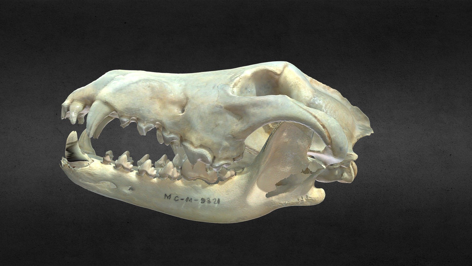 Grey Wolf