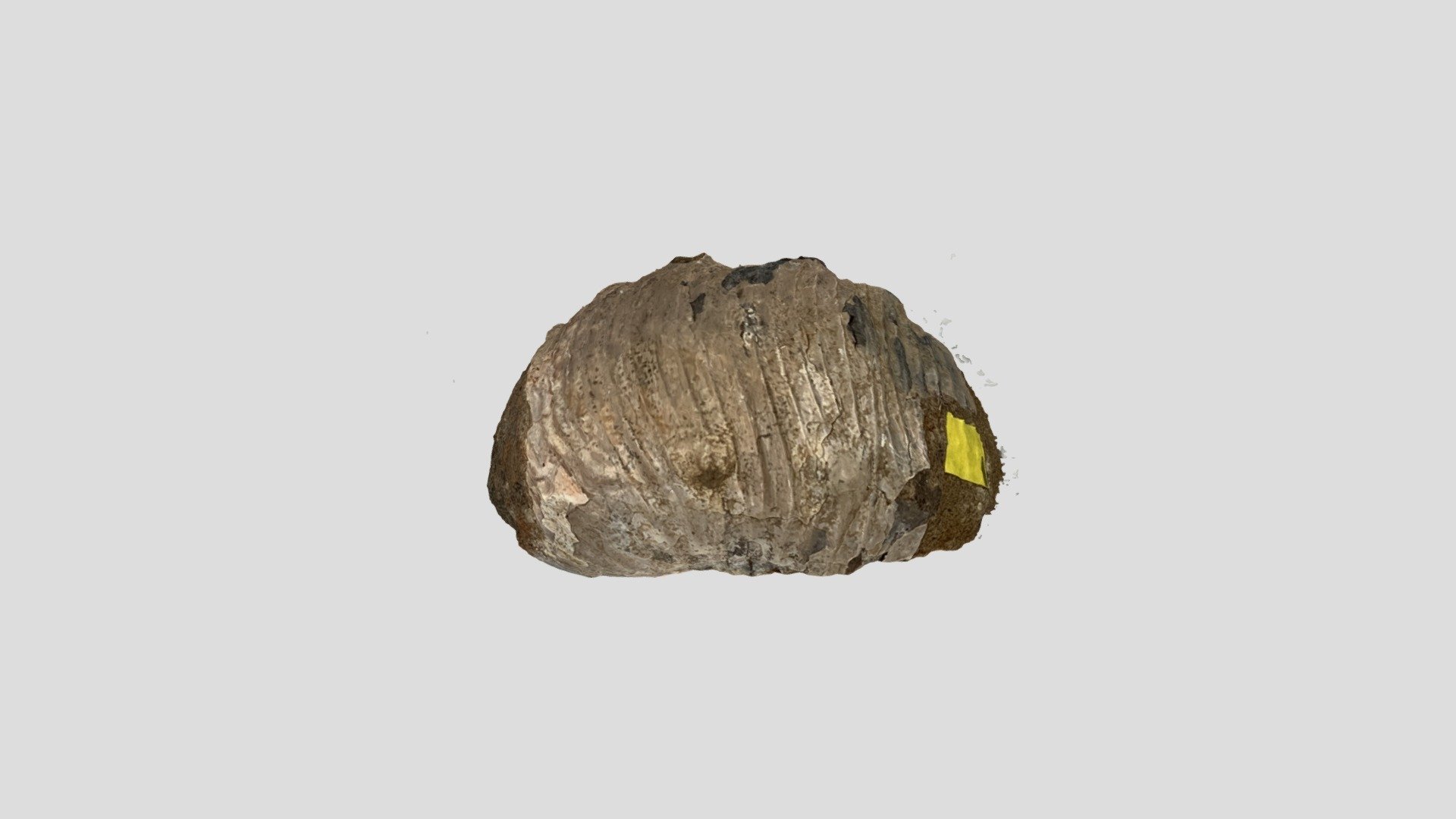 Fossil Test 1