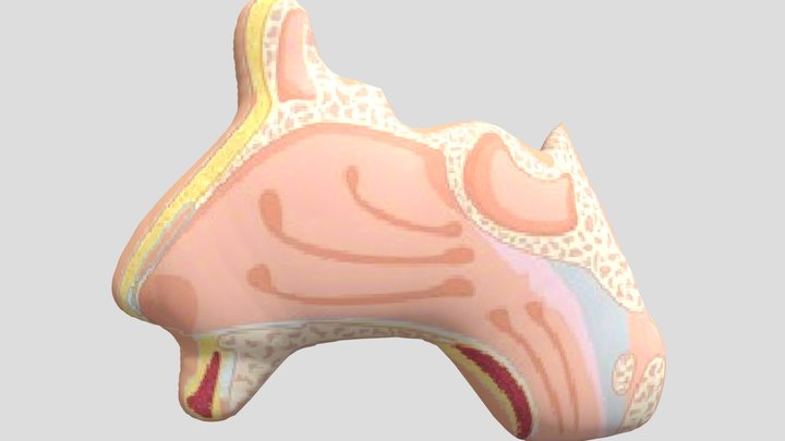 Anatomi Hidung Manusia 3D Model