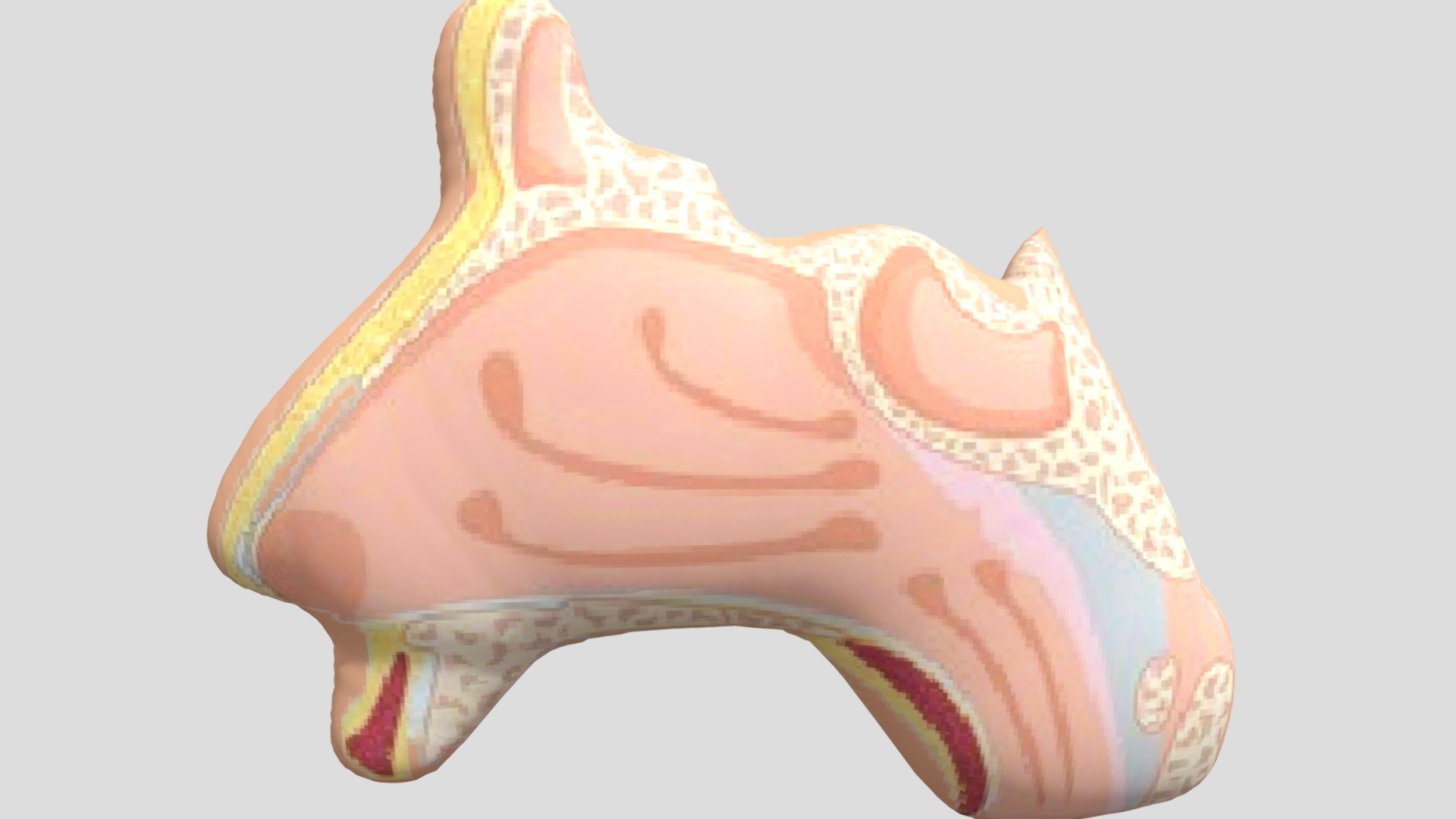 Anatomi Hidung Manusia