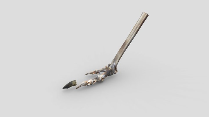 Ostrich Foot Skeleton 3D Model