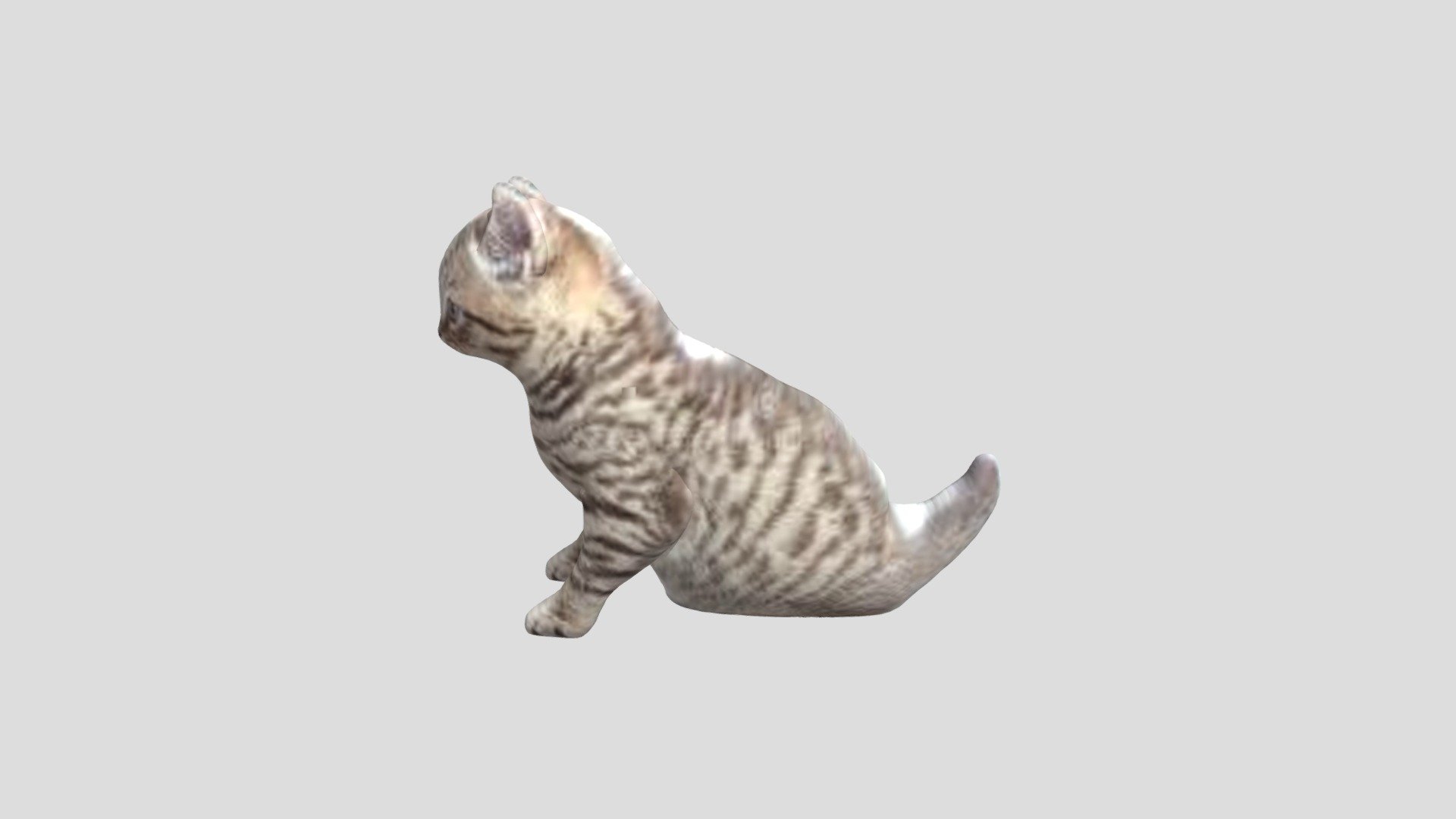 my cat