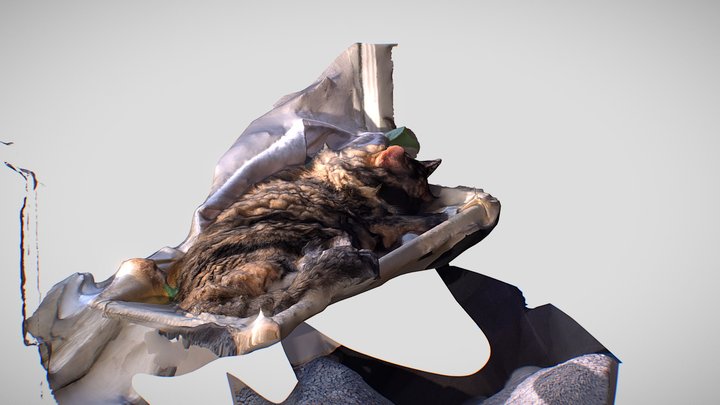 Cassie! 3D Model