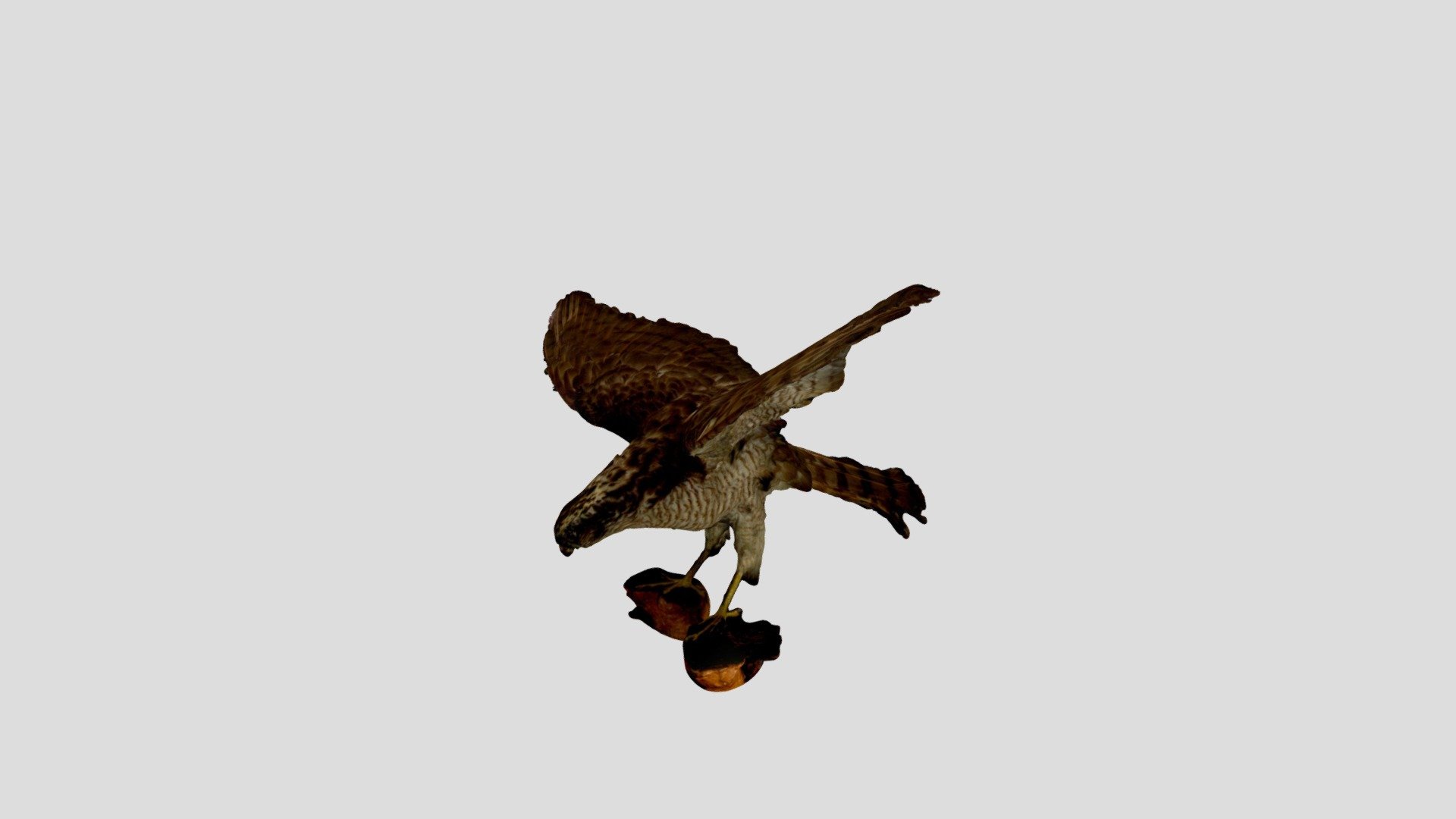 Haitaka