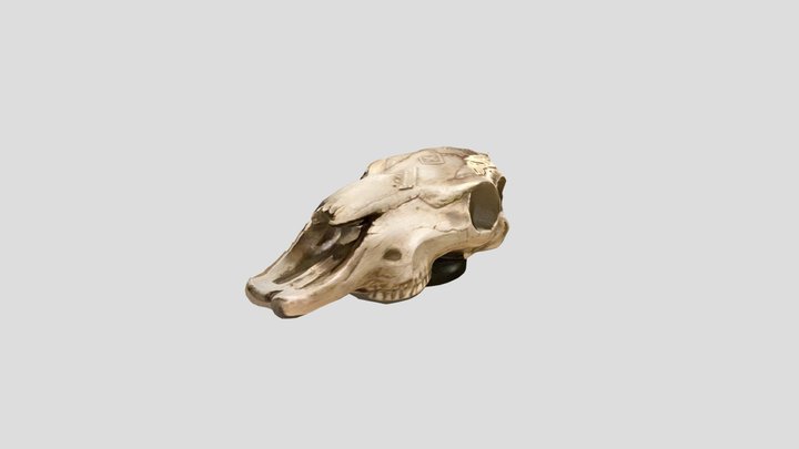 Untitled Scan 3D Model