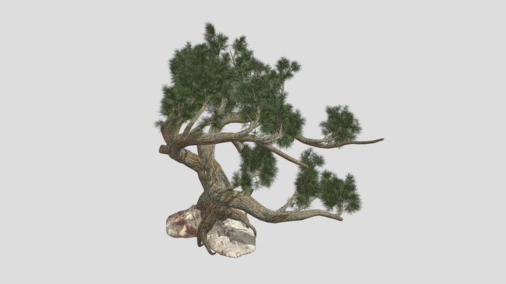 Jeffrey Pine Tree 3D Model