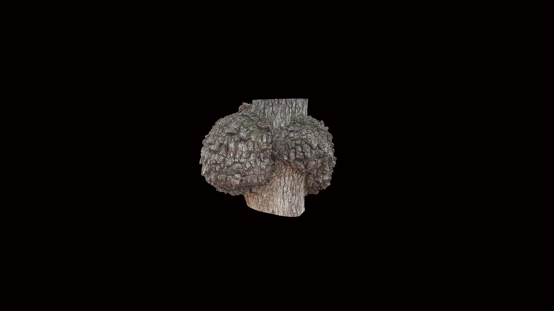 Model 5 - Oak gall