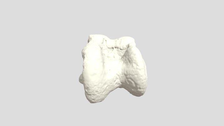 Talus de bovidé 3D Model