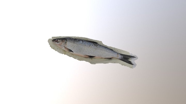 Fish test 4 3D Model