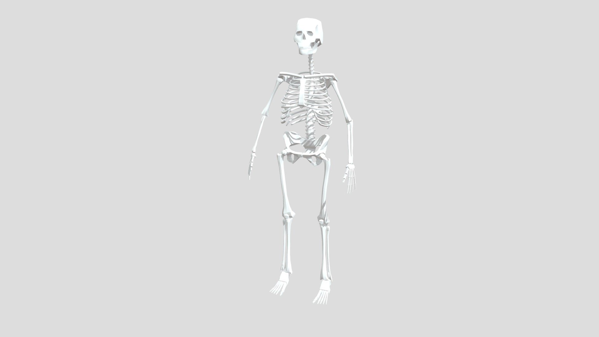 Human Skeleton