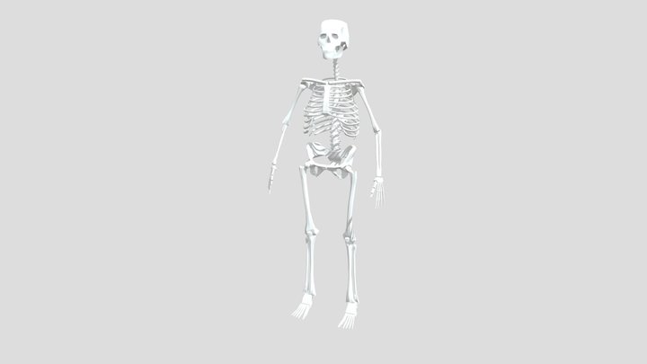 Human Skeleton 3D Model