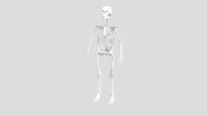 Human Skeleton 3D Model
