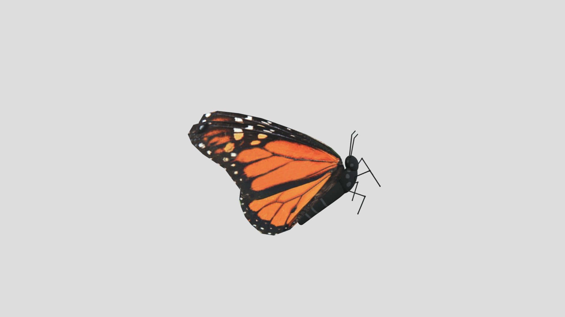 11_Butterfly