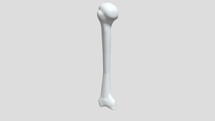 Humerus_right 3D Model