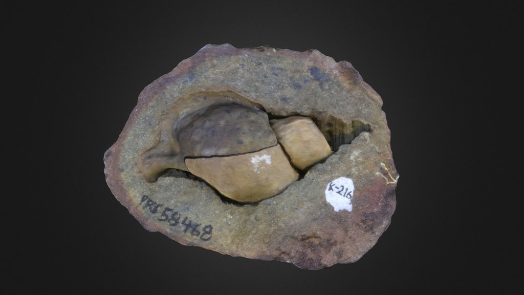 Gastropod: Cassidaria mirabilis (PRI 58468)