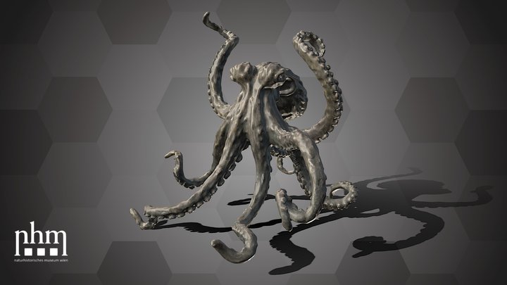 Octopus (NHMW-ZOO-MO-0081100-ETH-098) – Modello 3D gratuito STL