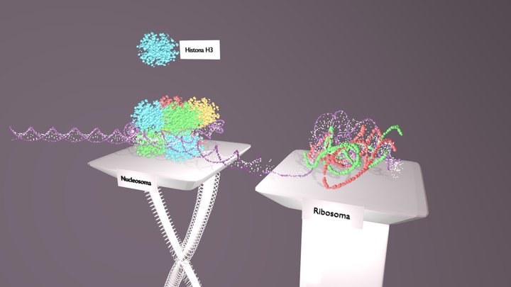 Nucleoproteínas 3D Model