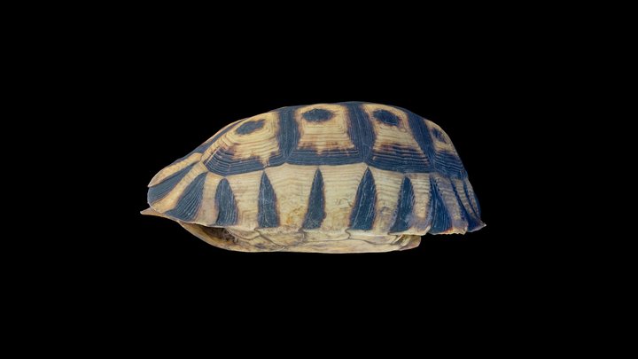 Tortoise shell 3D Model