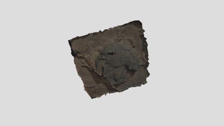Ornithopoda fossil print 3D Model