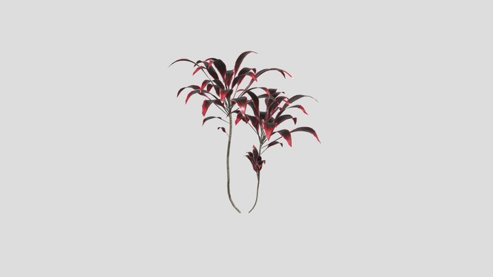 Blackleaf Plant