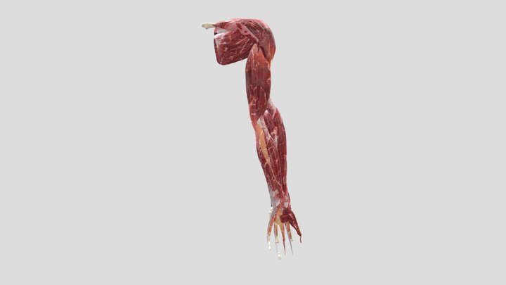 arm muscles 3D Model