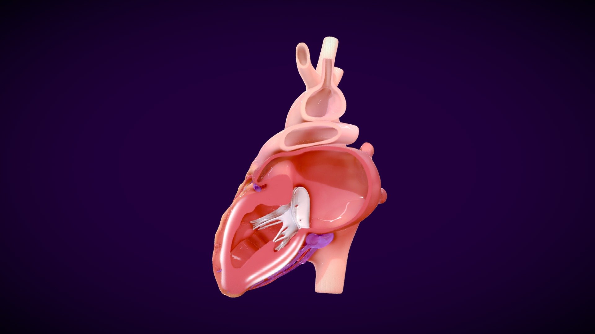 Heart 2CH View - 3D model by AUmedart [4a83f3a] - Sketchfab