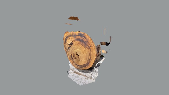 Sequoia tree 3D Model