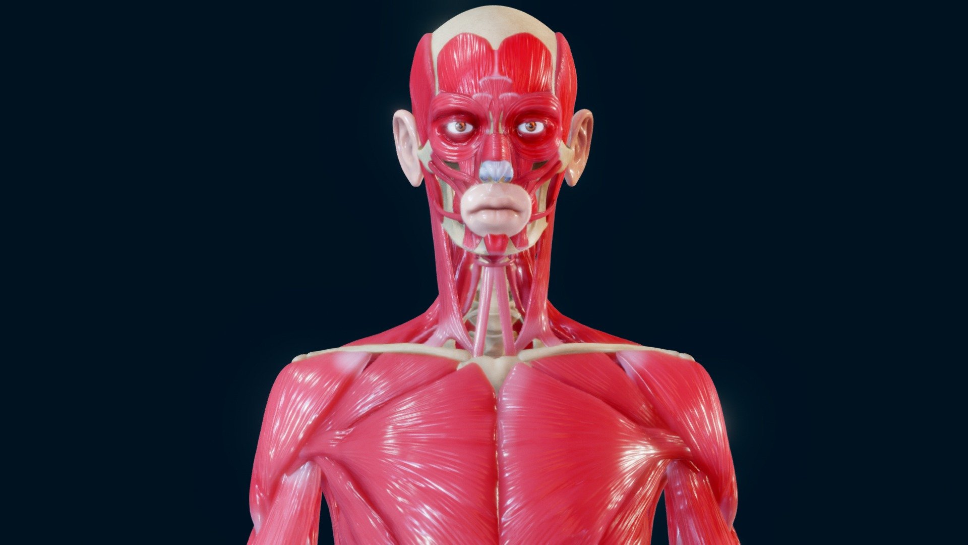 Full Body Muscle Anatomy Buy Royalty Free 3D model by