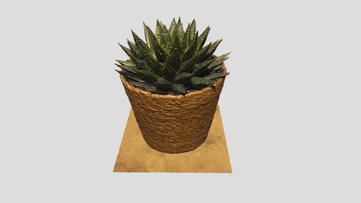Small House Cactus 3D Model