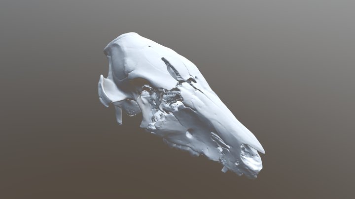 Trauma contuso - crânio 3D Model