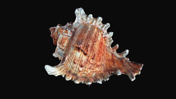 Shell27kl 3D Model