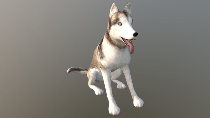 AlaskanMalamute001 3D Model