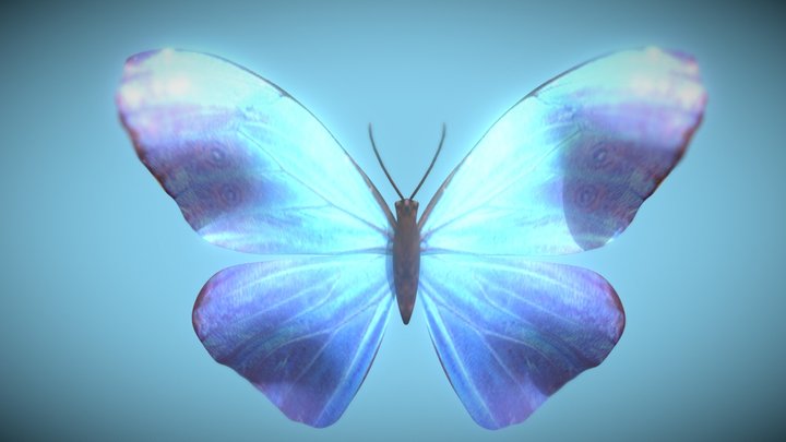 Butterfly 3D Model